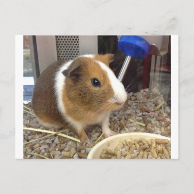 Postal Cerdo marrón y blanco (Anverso)