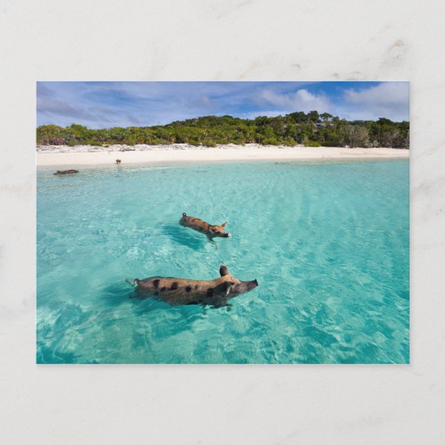 Postal Cerdo nadando de Exuma (Anverso)