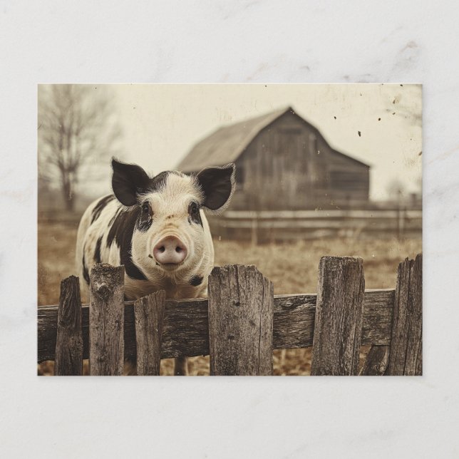 Postal Cerdo vintage en una granja (Anverso)