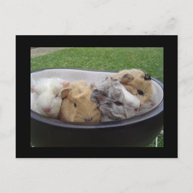 Postal cerdos de guinea de bebé (Anverso)