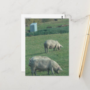 Postal Cerdos en pastizales Amish