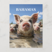 Cerdos nadadores de Bahamas de alta calidad Playa