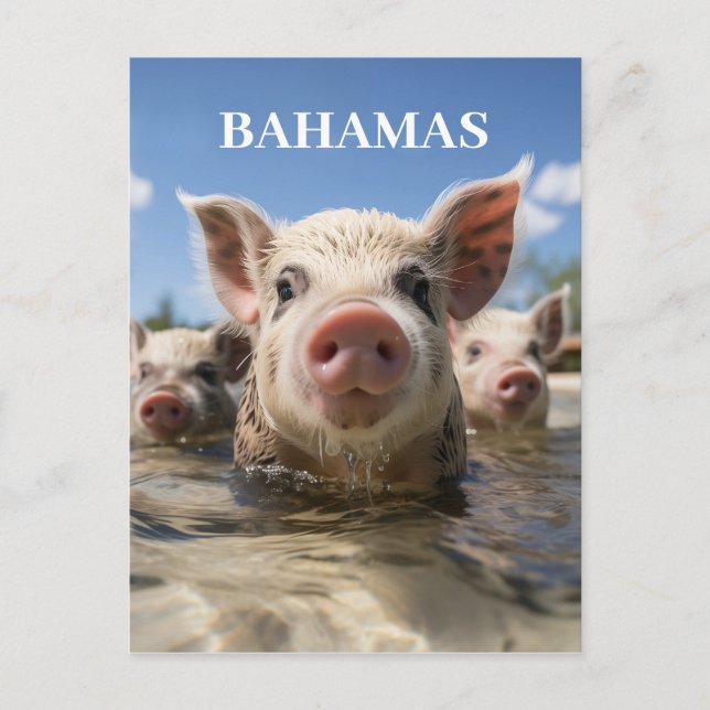Postal Cerdos nadadores de Bahamas de alta calidad Playa  (Anverso)