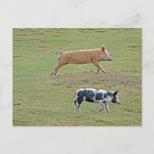 Postal Cerdos voladores (Anverso)