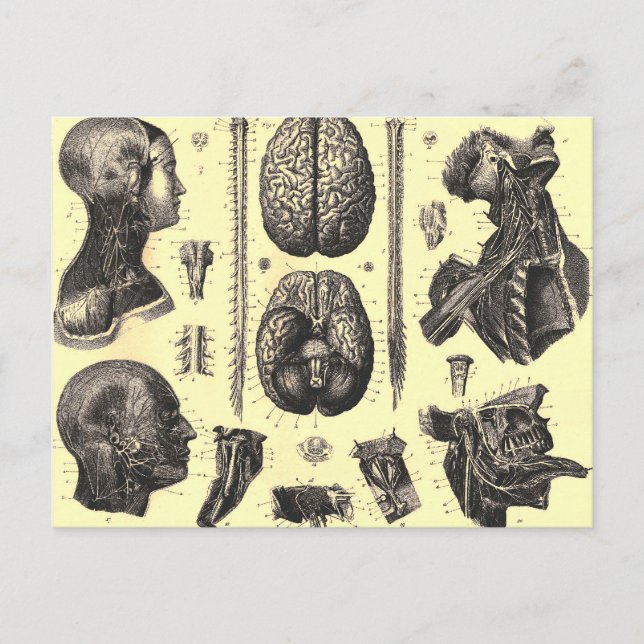 Postal Cerebro anatómico y más (Anverso)