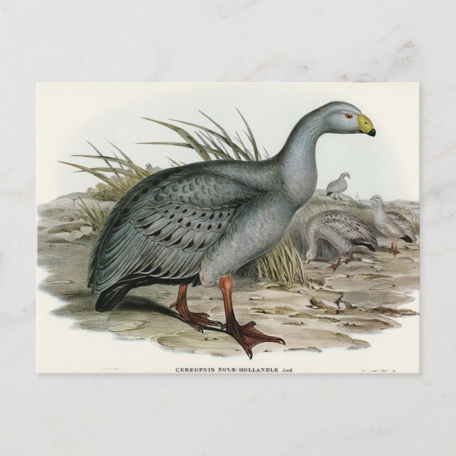 Postal Cereopsis Goose por Elizabeth Gould