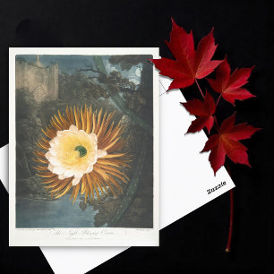 Postal Cereus nocturno (1799-1807)