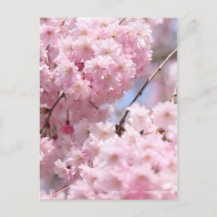 Postal Cereza llora: Yaebenishidare [postal]