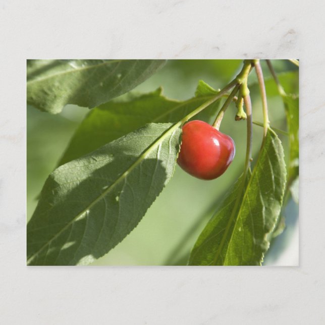 Postal cereza roja (Anverso)