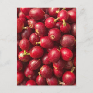 Postal Cerezas de café rojas frescas y maduras