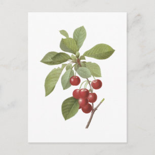 Postal cerezo (Cerasus domestica) por Redouté
