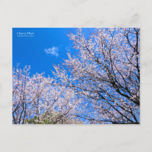 Postal Cerezo Ciruelo [Tarjeta Postal]