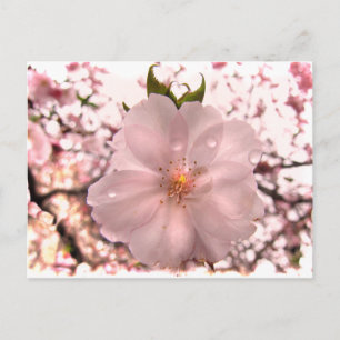 Postal Cerezo en flor
