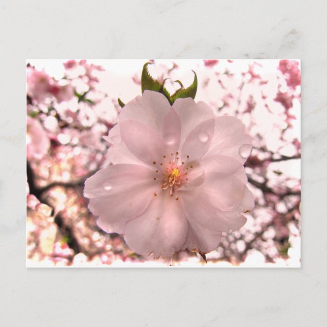 Postal Cerezo en flor (Anverso)
