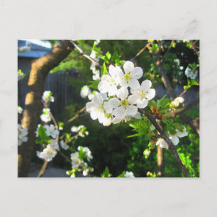 Postal Cerezo en flor