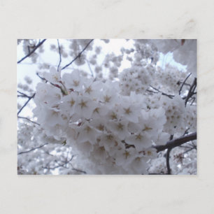 Postal Cerezo en flor