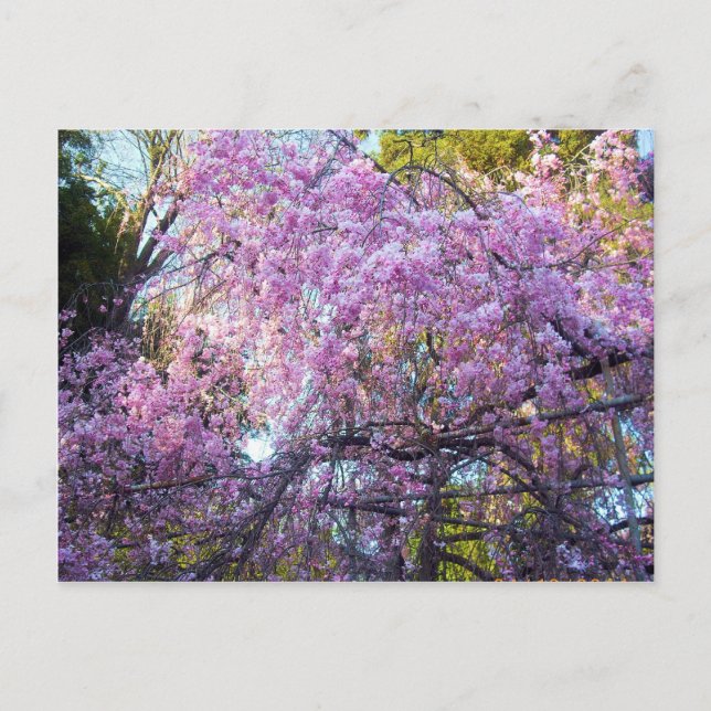 Postal Cerezo en flor (Anverso)
