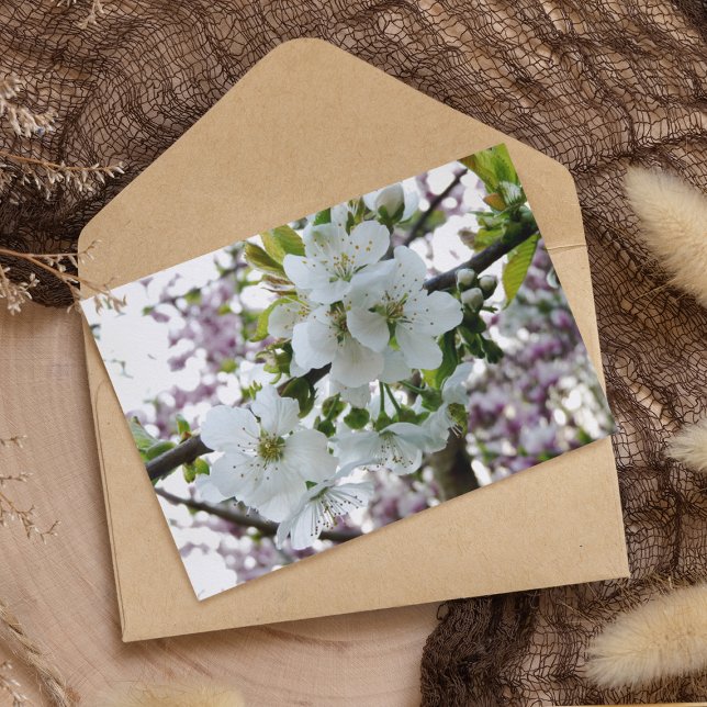 Postal Cerezo en flor (Subido por el creador)