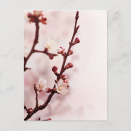 Postal Cerezo en flor