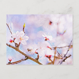 Postal Cerezo japonés - Sakura en flor