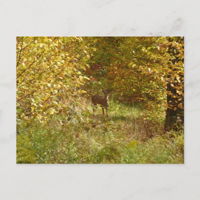 Postal Cerfs de Pensilvania en otoño (Anverso)