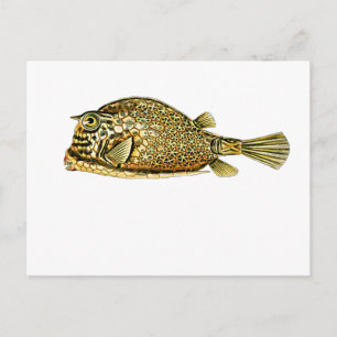 Postal Cernera gateada