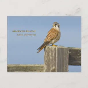 Postal Cernícalo Americano