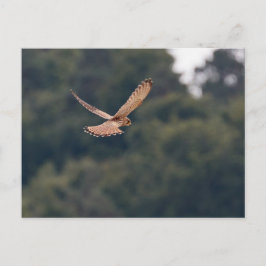 Postal Cernícalo común ondeando en busca de presa