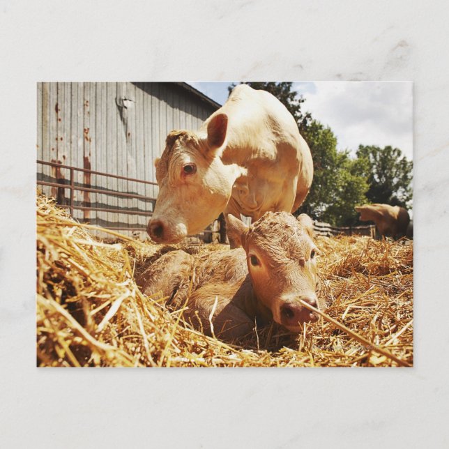 Postal Cernícalo recién nacido y mamá (Anverso)