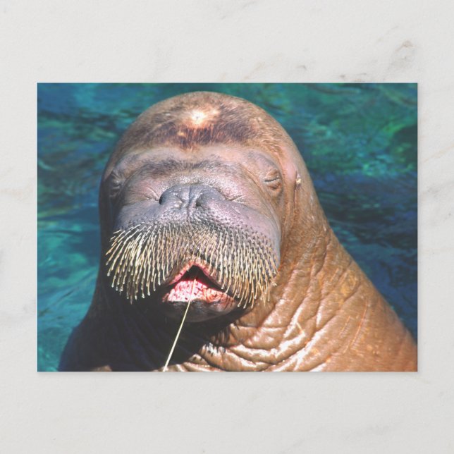Postal cerrada de Walrus Eyes (Anverso)