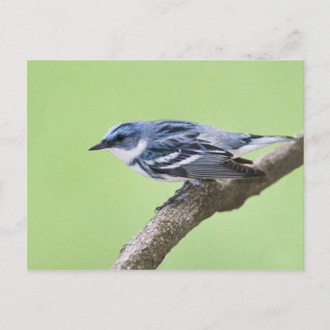 Postal Cerulean Warbler (Anverso)