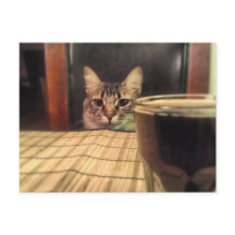 ¿Cerveza? Fotografía divertida de Humor Kitty Cat