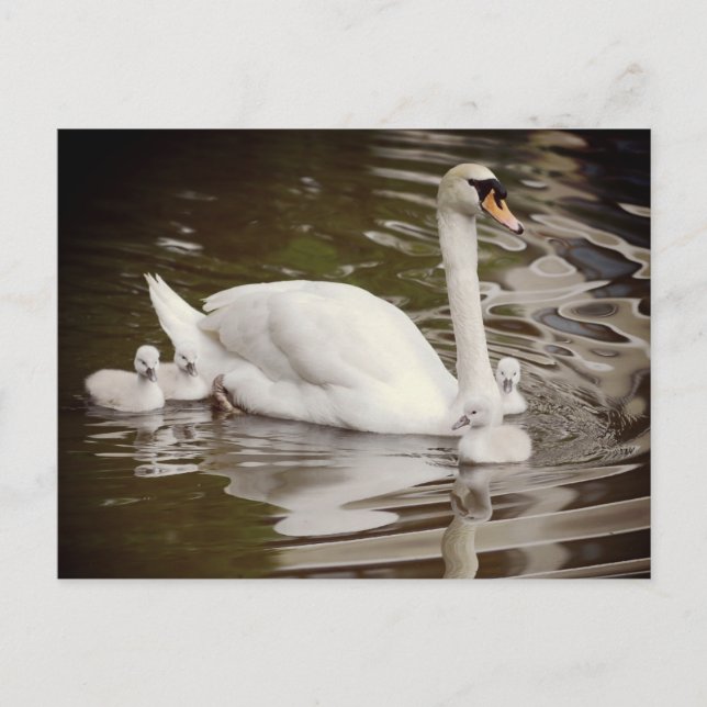 Postal Cerveza silenciosa con insectos en el agua (Anverso)