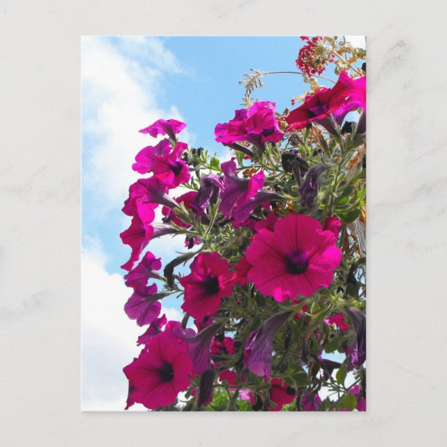 Postal cesta de flores de petunia rosada en cielo azul (Anverso)