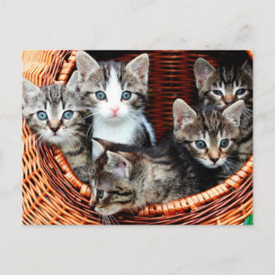 Postal Cesta de gatitos
