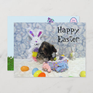 Postal Cesta de Pascua de Bandit - Postcard