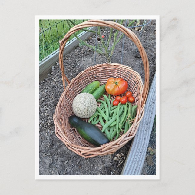 Postal Cesta que contiene cosecha fresca de verduras (Anverso)