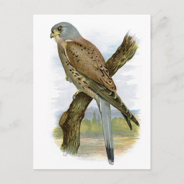 Postal Cestrel común - Falco tinnunculus (Anverso)