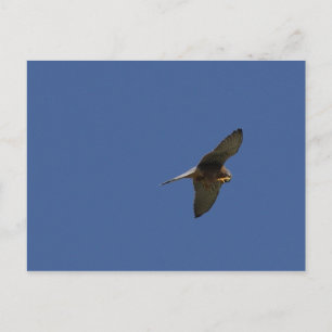 Postal Cestrel, Turmfalke, falco tinnunculus