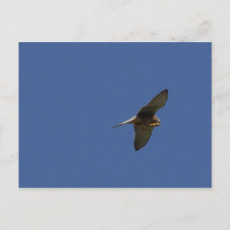 Postal Cestrel, Turmfalke, falco tinnunculus