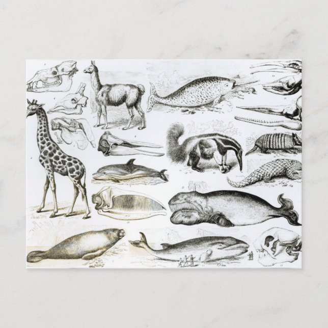 Postal Cetacea Edentata (Anverso)