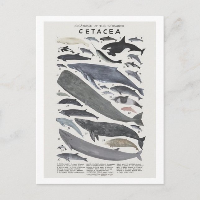 Postal Cétacés (Anverso)