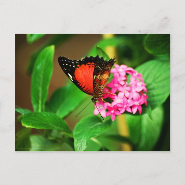 Postal Cethosia biblis Postcard (Anverso)