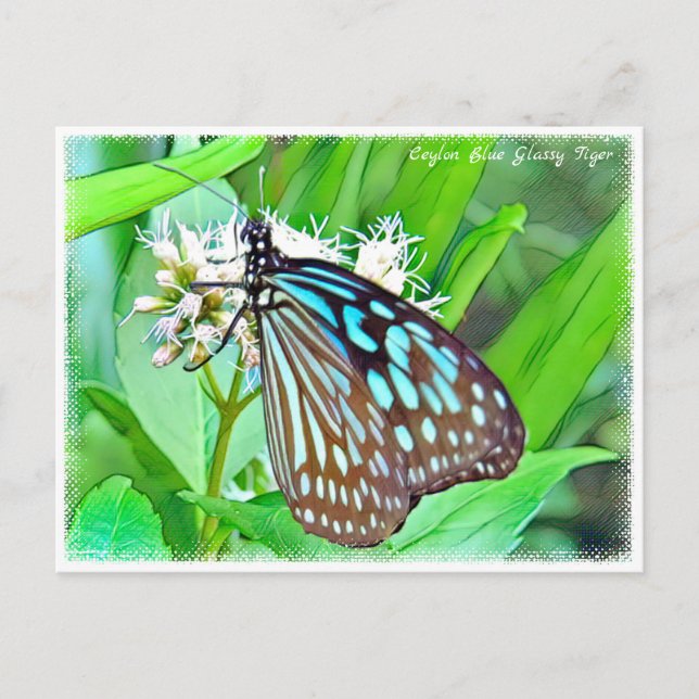 Postal Ceylon Blue Glassy Tiger (Anverso)