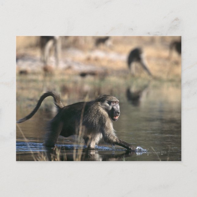 Postal Chacma Baboons (Papio ursinus) caminando por (Anverso)