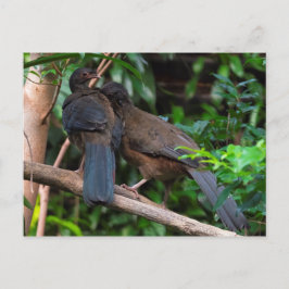 Postal Chaco chachalacas