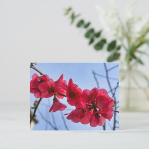 Postal Chaenomeles speciosa