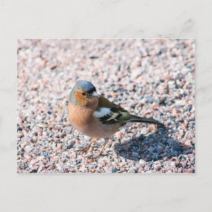 Postal Chaffinch