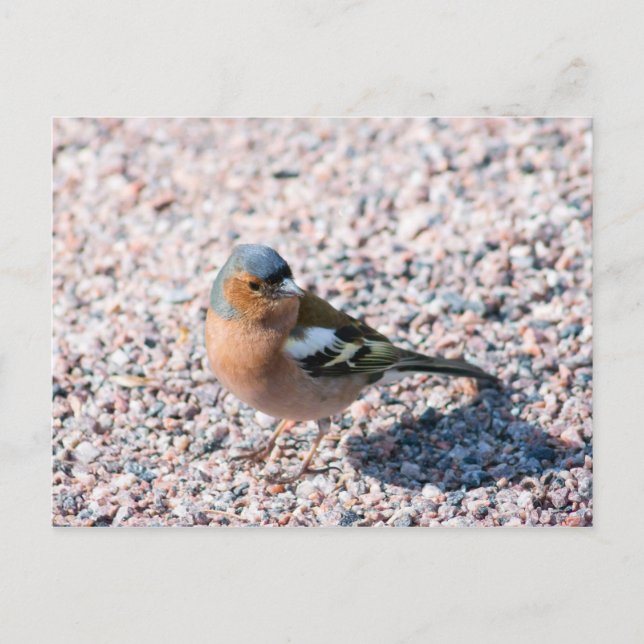 Postal Chaffinch (Anverso)