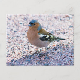 Postal Chaffinch